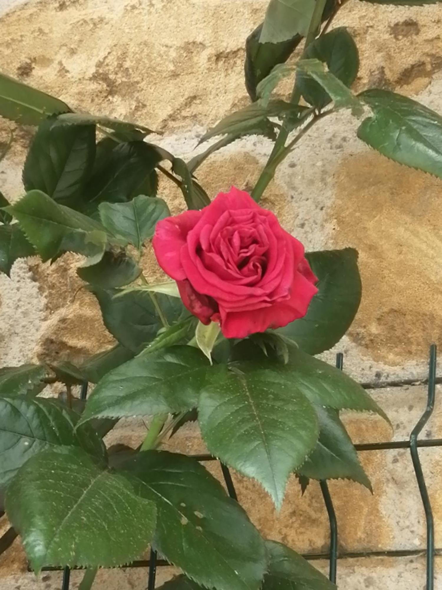 Villa O Jardin De Boutancourt Esterno foto